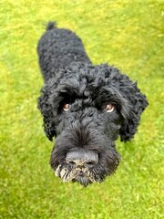 Close-up of a black curly-coated dog looking up with sand on its nose, standing on bright green grass in a playful outdoor moment.