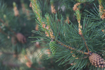 Pine tree with cones close-up, branches and cones