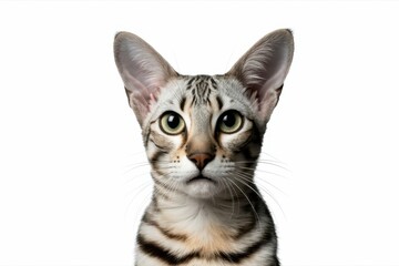 Ravishing adorable oriental cat portrait on white isolated background. isolated, white background