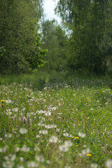 Field with dandelions on a summer day