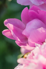 Beautiful delicate lush pink peonies