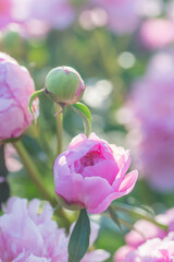 Beautiful delicate lush pink peonies