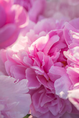 Beautiful delicate lush pink peonies