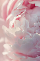 Beautiful delicate lush pink peonies