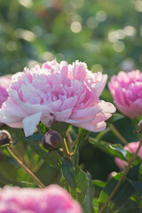 Beautiful delicate lush pink peonies