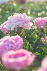 Beautiful delicate lush pink peonies
