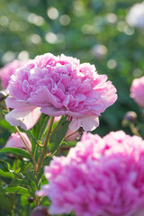Beautiful delicate lush pink peonies