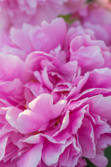 Beautiful delicate lush pink peonies