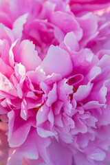 Beautiful delicate lush pink peonies