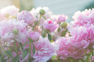 Beautiful delicate lush pink peonies