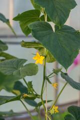 Vegetables grow in a greenhouse in summer, cucumbers and tomatoes
