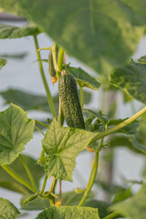 Vegetables grow in a greenhouse in summer, cucumbers and tomatoes