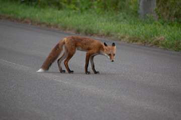 尾の先が白い野生のキタキツネ
