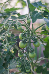 Vegetables grow in a greenhouse in summer, cucumbers and tomatoes