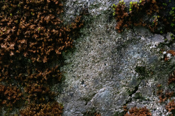 Nature Concept. close-up view of a moss-covered rock surface