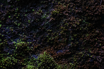 Obraz premium Nature Concept. close-up view of a moss-covered rock surface