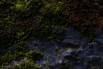 Nature Concept. close-up view of a moss-covered rock surface