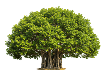 Isolated Large Banyan Tree with Sprawling Canopy
