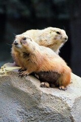 オグロプレーリードッグ