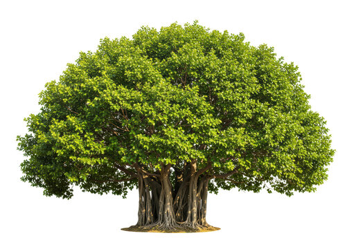 Isolated Large Banyan Tree with Sprawling Canopy