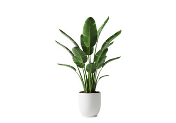 Isolated Potted Bird of Paradise Plant with White Pot