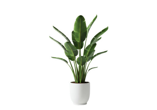 Isolated Potted Bird of Paradise Plant with White Pot