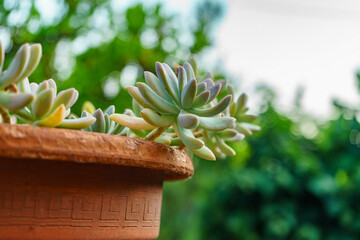 A vibrant succulent plant with pale green and purple-tipped leaves thrives in a terracotta pot, set...