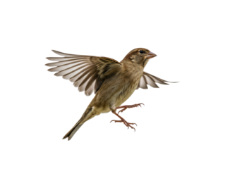 Isolated Sparrow Mid-Flight with Wings Extended