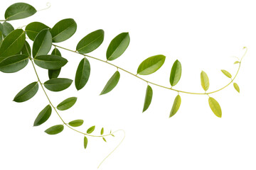 Obraz premium Vibrant green leaves branch isolated on detailed natural fresh spring on transparent background leaf