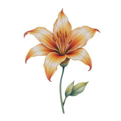 Naklejka premium Blooming orange lily close-up in nature botanical art for home decor vibrant floral illustration
