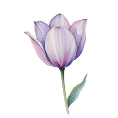 Blooming purple tulip flower botanical garden illustration natural environment close-up view floral beauty