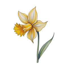 Beautiful yellow daffodil flower illustration nature botanical art vibrant colors