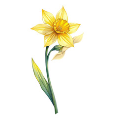 Blooming daffodil illustration nature digital art botanical close-up beauty of spring