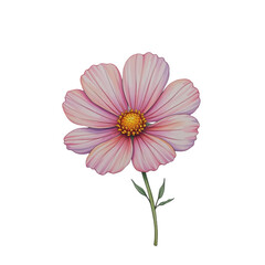 Delicate pink flower illustration nature botanical art close-up view floral design
