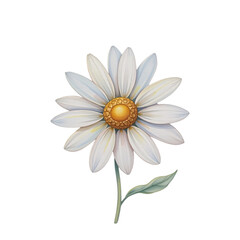 Delicate white daisy flower nature scene floral artwork minimalist design close-up view beauty concept