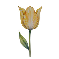 Blooming yellow tulip nature's beauty botanical illustration floral art serenity close-up spring inspiration