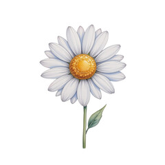Delicate daisy flower illustration nature artwork bright environment close-up view floral concept for design