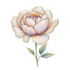 Delicate floral art nature digital illustration botanical beauty close-up peony blossom design