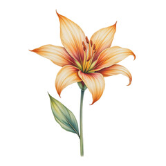 Delicate orange lily flower botanical art nature illustration studio setting close-up view floral design inspiration