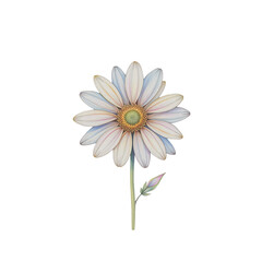 Delicate flower blooming nature garden botanical illustration bright environment close-up view floral concept