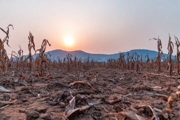 Dried cornfield at sunset, barren landscape