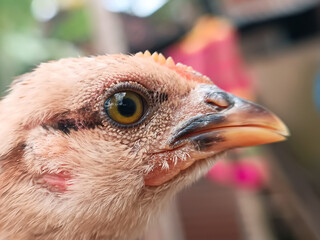 The close-up images show the head of a young chicken with textured skin, a curved yellow beak, and a vivid yellow-brown eye. The focus reveals fine feathers and natural details.
