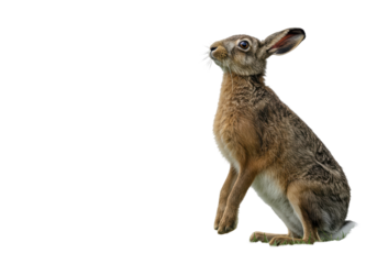 Isolated Alert Hare Sitting Upright Watching Attentively