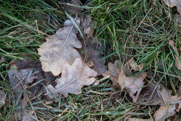 Organic patterns of plant life, raw ecological textures of Finnish nature in fall - a rich autumn palette of earthy tones. The beauty of the Nordic forest wilderness as a serene seasonal background