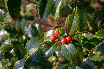 The Ilex meserveae Blue Angel holly bush displays dark blue-green spiny leaves and vibrant red berries. A hardy evergreen plant often used in winter gardens and holiday decor