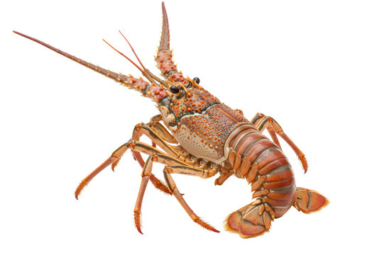 Isolated Spiny Lobster with Intricate Shell Pattern