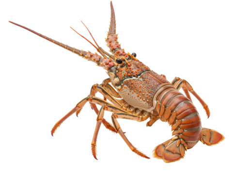 Isolated Spiny Lobster with Intricate Shell Pattern