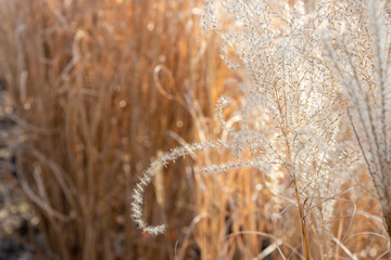 Organic patterns of plant life, raw ecological textures of Finnish nature in fall - a rich autumn...