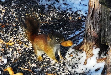 squirrel in the park