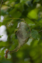 A delicate spiderweb encases leaves and a spider, nestled among vibrant green foliage, revealing hidden life in nature's intricate details